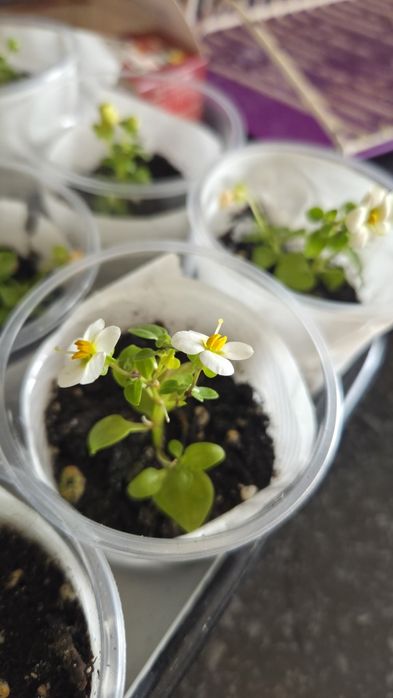 Комнатные цветы  экзакум