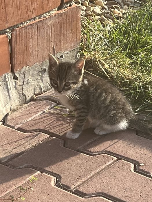 Dau spre adoptie pisici jucause 2 luni