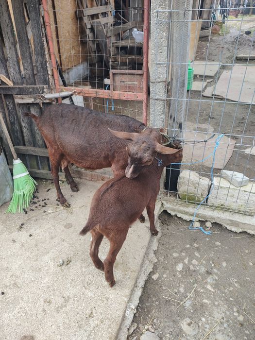 Vând ieduță murciană