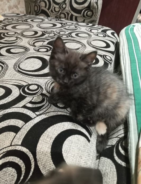 Котята  в добрые руки
