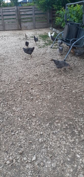 Puicuțe porumbac,negre,