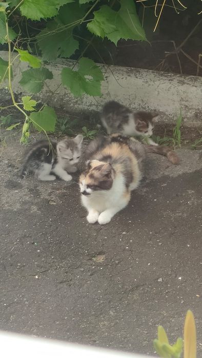 Котята в добрые руки!