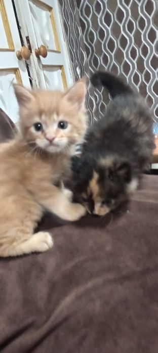 Котята Мей Куна!