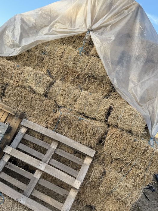 Vand baloti lucerna,cantitate mare