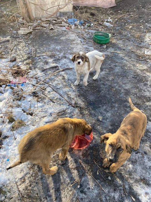 Щенята в добрые руки