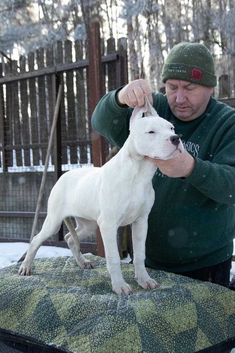 Dog Argentinian 4 luni
