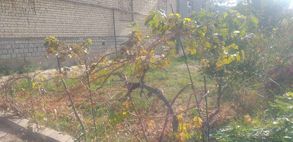 uchaska sotiladi kotta ittifoqda srochna kvartiraga abmen ham bor