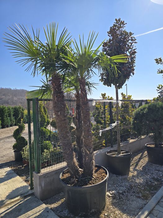 Dafin  Palmier pon-pon