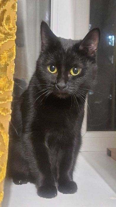 Мини пантера ищет человека чтобы любить