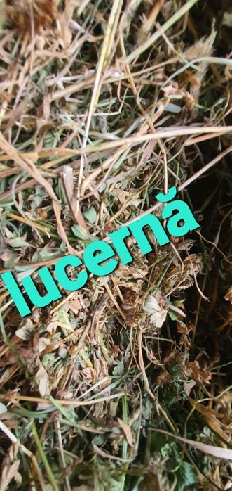 Baloti rotunzi de lucernă cu dimensiune 120/120