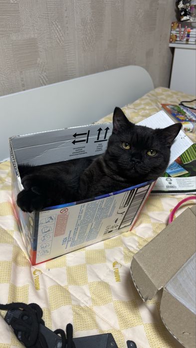 Котенок скоттиш страйт