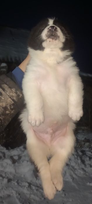 Тобет кушик еркек.