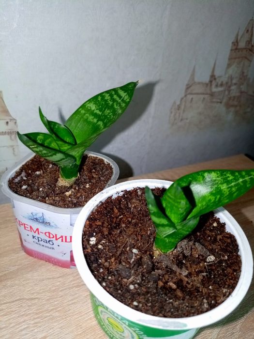 Продаются комнатные цветы