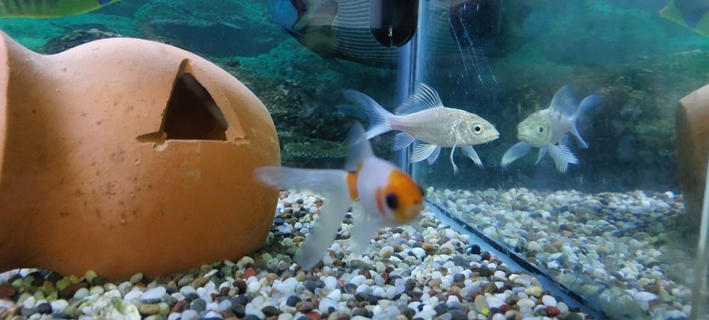 Кои платиновый аквариумные рыбы