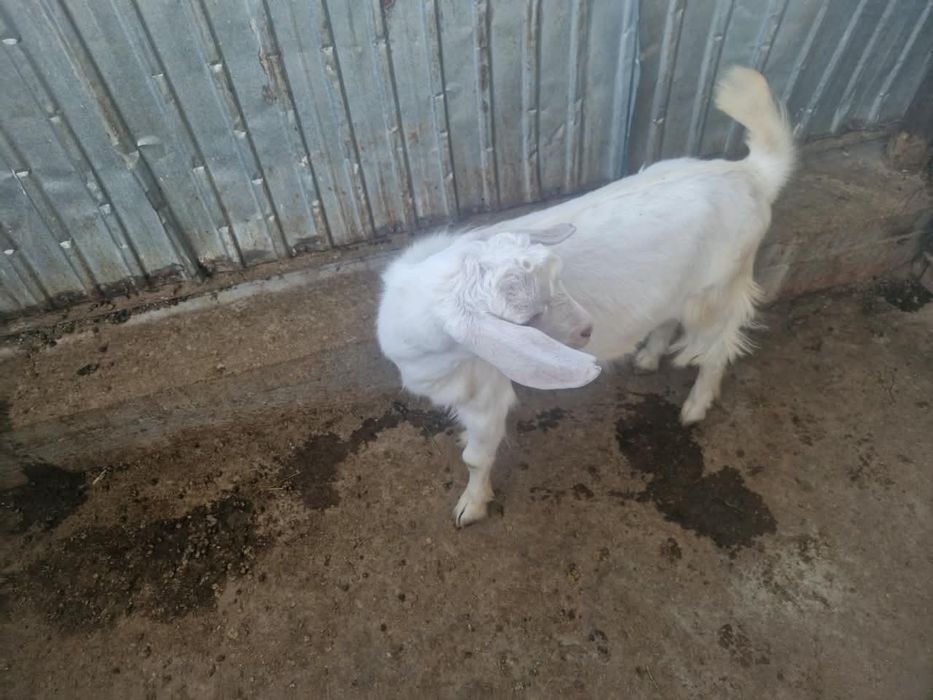 Нубий текешігі обмен