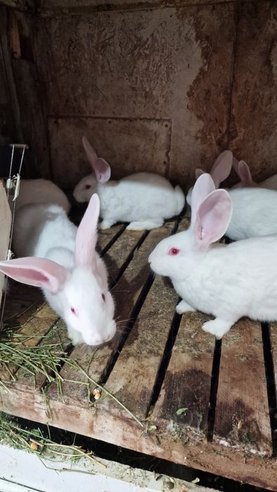 Iepuri Hycole si Secuiești vârsta 2 luni.
