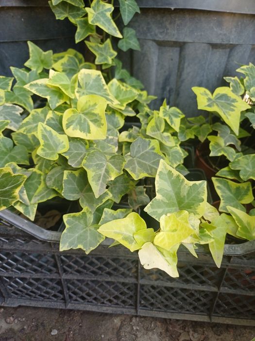 ПЛЮЩЬ Пестролистный (Variegata)