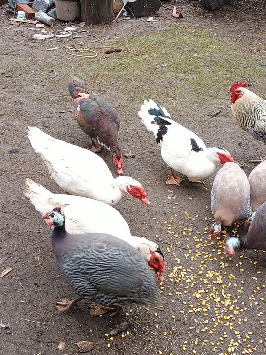 Rățoi Lesesti   muti