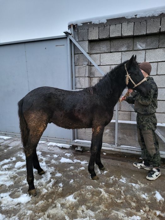 Тай семіз 2025ж.