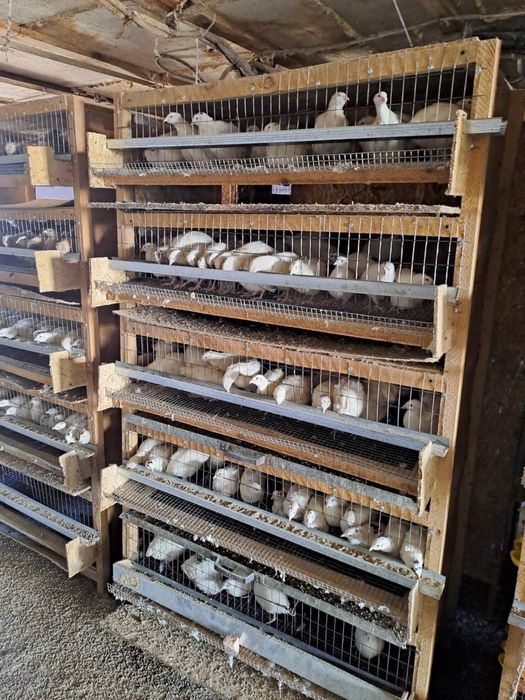 Бөдене құстары, перепёлка