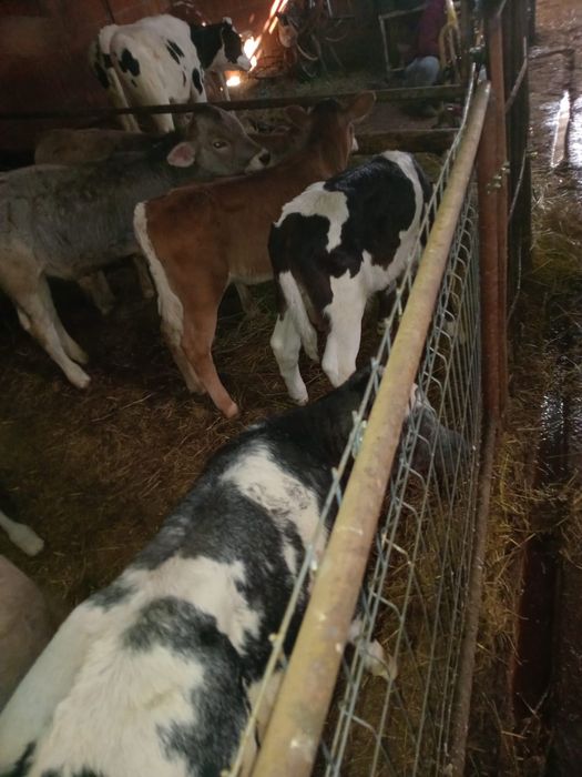 Vând viței semi înțărcați