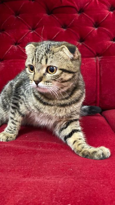 Шотландский вислоухая