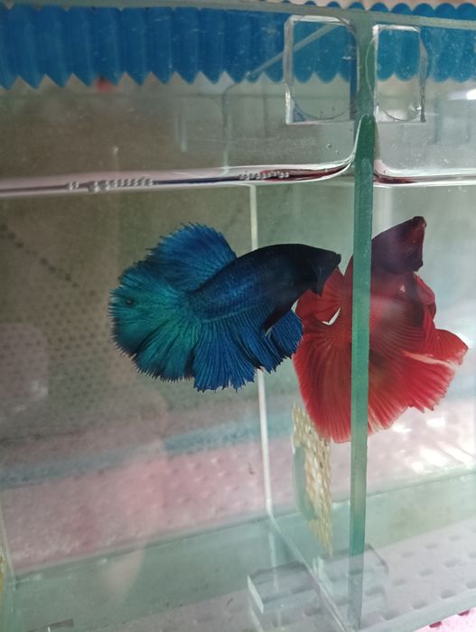 Аквариум светильник