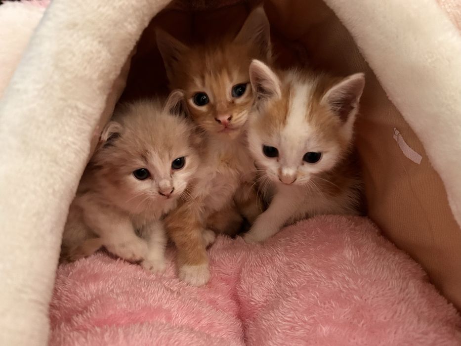 Отдам котят в добрые руки!!