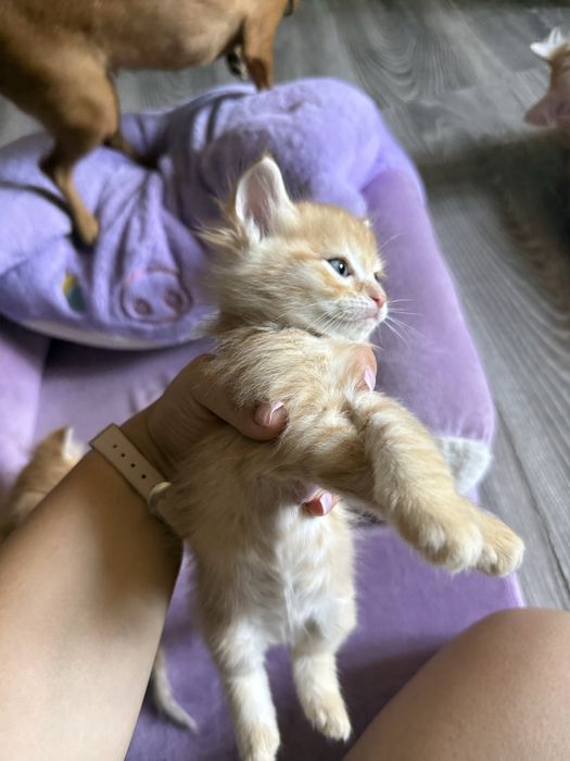 Продам котят в добрые руки