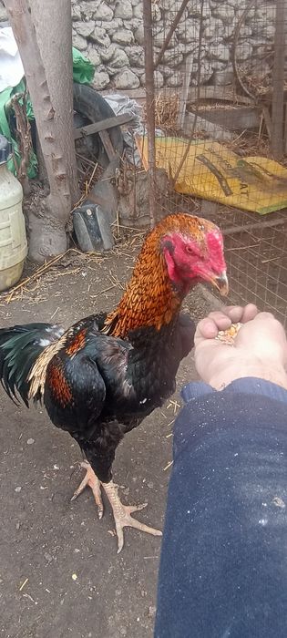 Редмм нот 10 с оволаплвлаовллааака