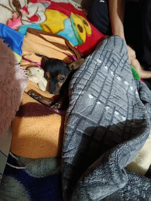 Русский той терьер