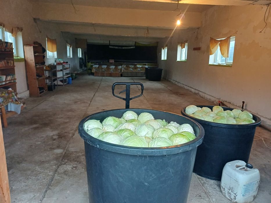 Varză murată de Buzău, în butoi – pentru sarmale