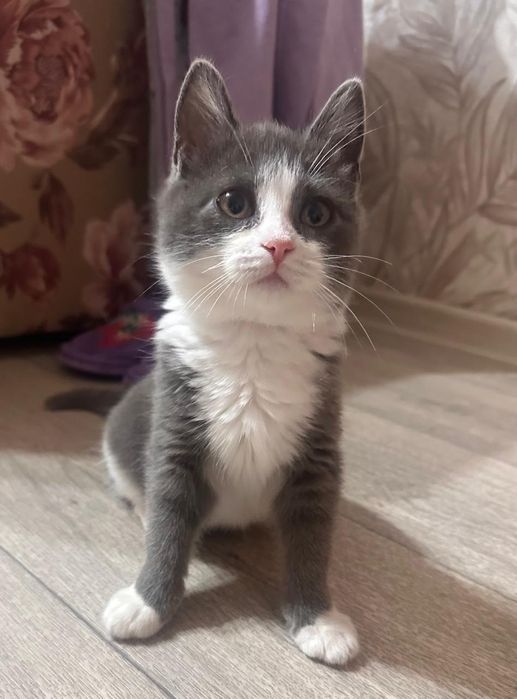 Ищу дом для двух кошечек