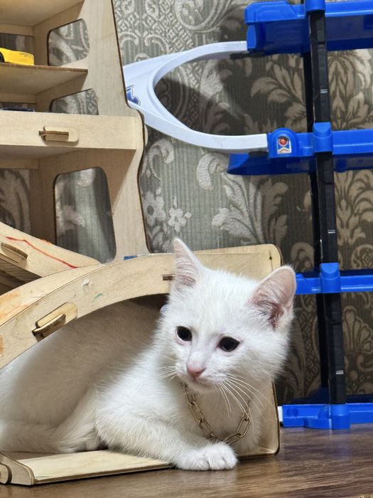 Котенок белый , месяца 4