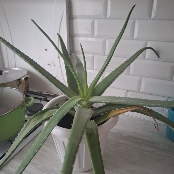 Алоэ Вера растения