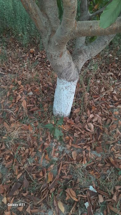 Бог бузилади дарахтлари сотилади