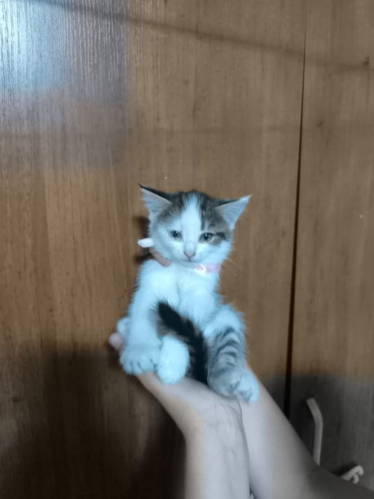 Отдам котят в хорошие руки