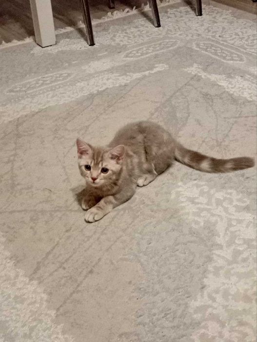 Британец короткошёрстны