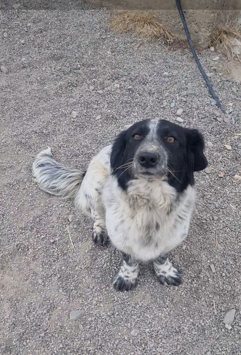 Чара ищет дом. Доставлю!