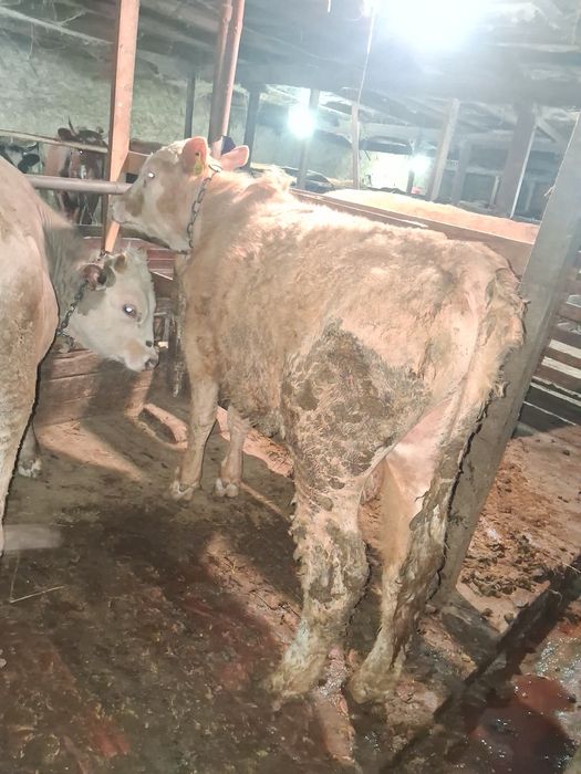 Продаётся 5 голов бычков