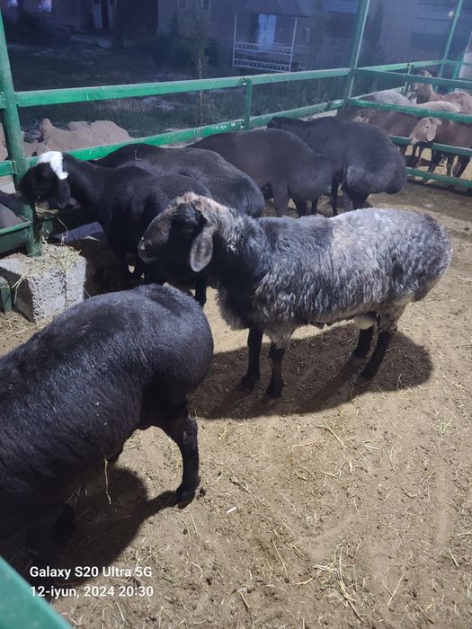 Qurbonlikka qõylar sotiladi