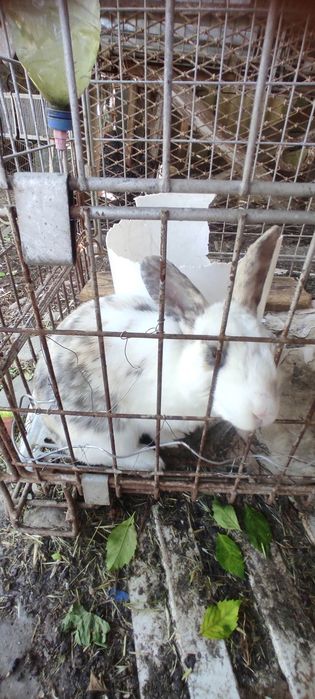 кролик (самец) 10 месяцев