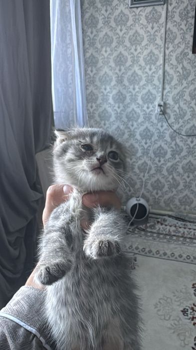 Шотланскый висолухый мысык