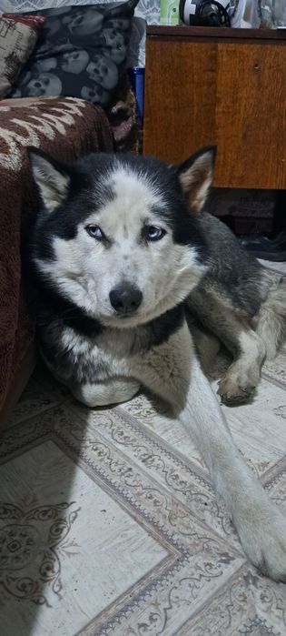 Найдена хаска пришахтинске