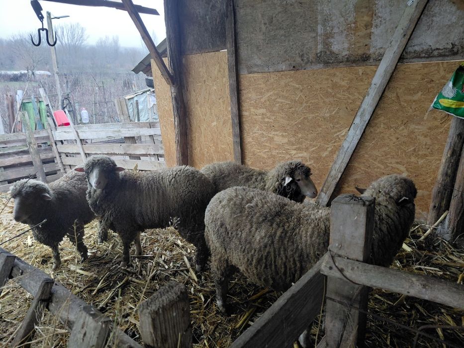 Vând 4 oi la prima fătare!