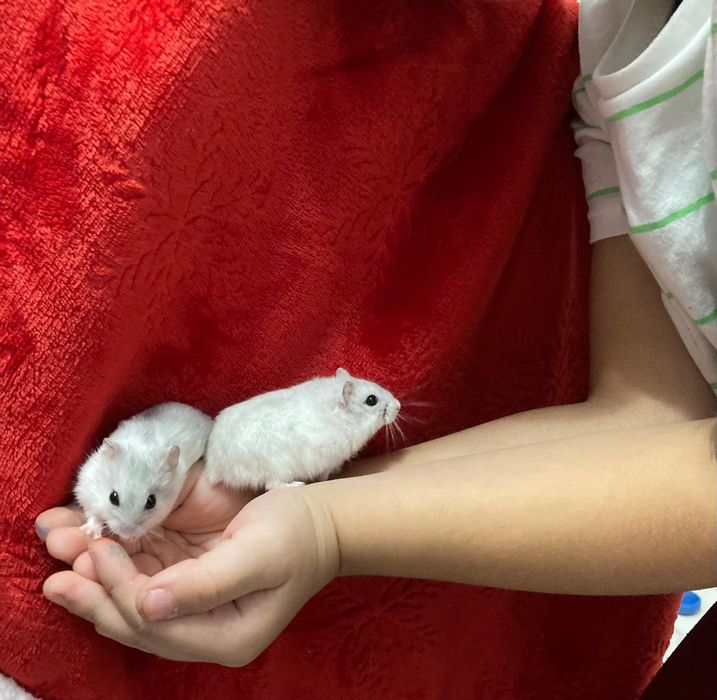 Ofertă! 2 hamsteri 50 lei!