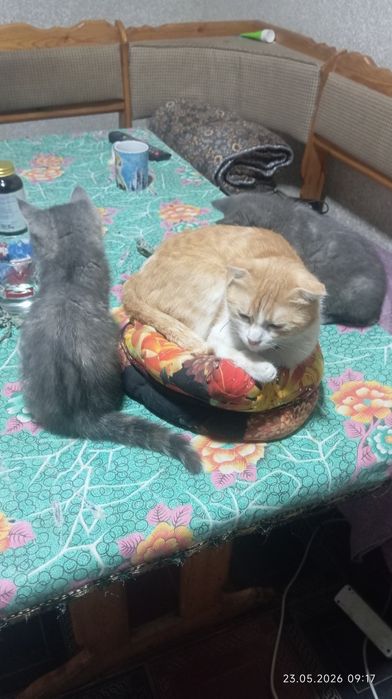 Британский кошка продается