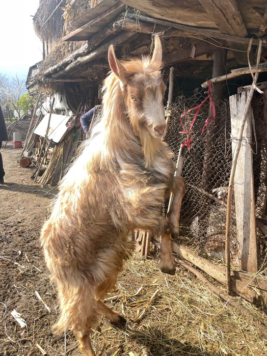 Tap de vanzare, preț negociabil