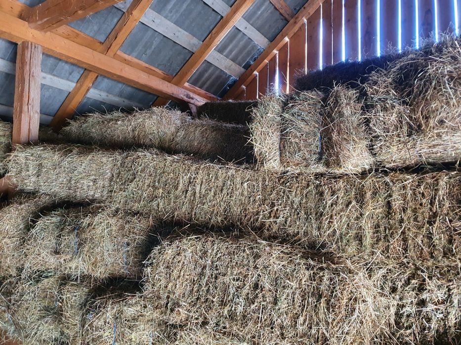 Fân de vânzare productue 2025