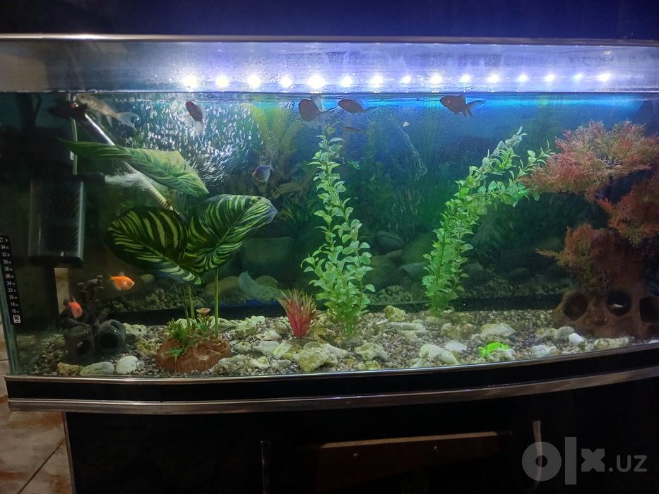 250litrli akvarium sotiladi pastavkasi bilan icida 13 ta baligi bilan
